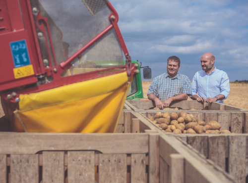 Les pommes de terre sont déversées dans des palettes de stockage © Gaetan Clément