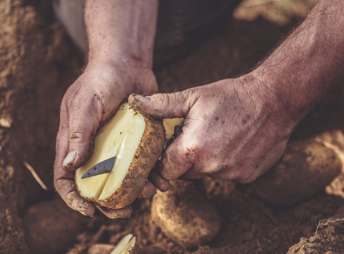 Nos pommes de terre sont des Artemis © Gaetan Clément