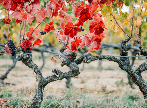 Les vignes du Domaine Louis Chèze © Ksenia Vysotskaya