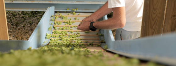 CHANGE : Filière bière, le houblon français en plein boom !
