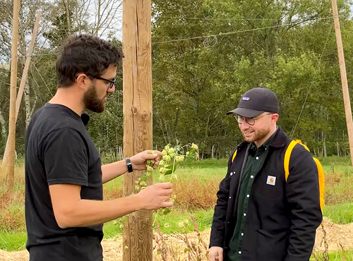 La découverte des fleurs de houblon