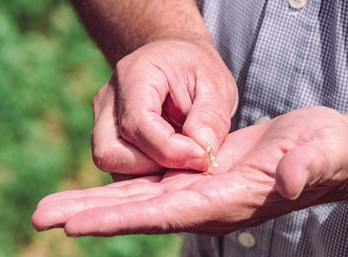 Une jeune pousse de lentille, symbole de nos engagements 