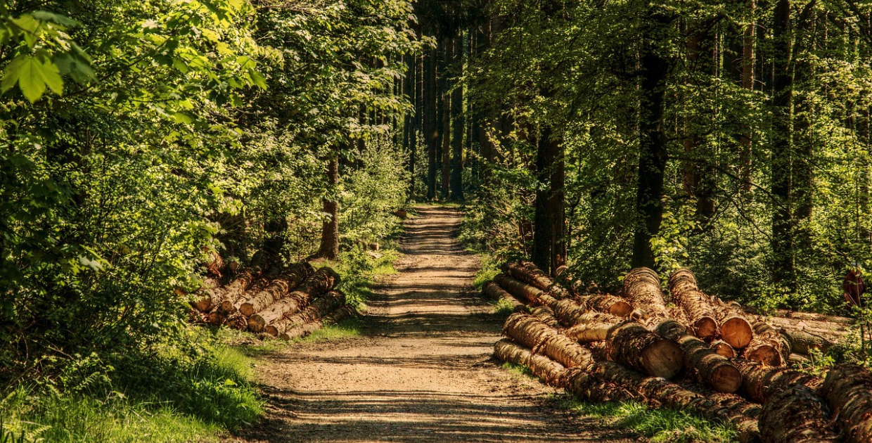 Change : les nouveaux défis des forêts