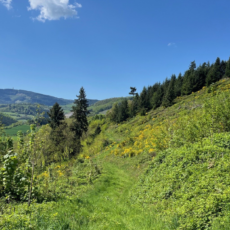 Arduina : on a replanté une forêt